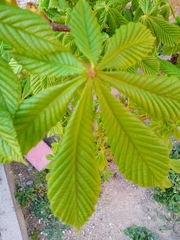 Aesculus hippocastanum