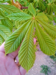 Aesculus hippocastanum