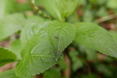 Entomobrya muscorum