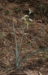 Albuca glauca