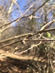 Disholcaspis quercusglobulus