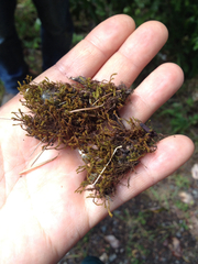 Vinealobryum vineale