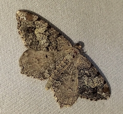 Macaria granitata