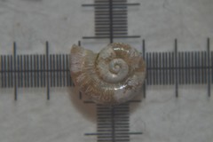 Valvata cristata