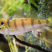 Yellow Perch - Photo (c) Thomas Quine, some rights reserved (CC BY)