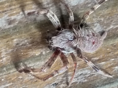 Pararaneus cyrtoscapus