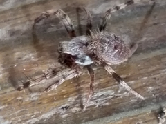 Pararaneus cyrtoscapus