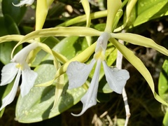 Epidendrum oerstedii image