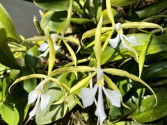 Epidendrum oerstedii