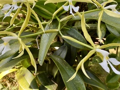 Epidendrum oerstedii