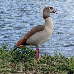 Alopochen aegyptiaca