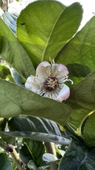 Citrus medica sarcodactylis