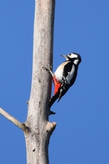 Dendrocopos major hispanus