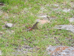 Aspidoscelis angusticeps