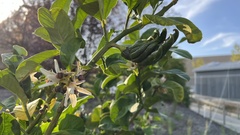 Citrus medica sarcodactylis