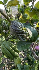 Citrus medica sarcodactylis