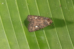 Eriopyga tertulia
