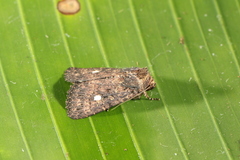 Eriopyga tertulia