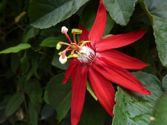 Passiflora miniata × vitifolia