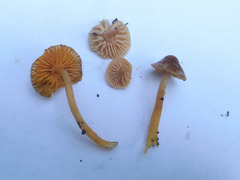 Gliophorus perplexus