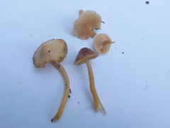 Gliophorus perplexus
