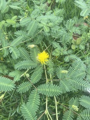 Neptunia oleracea