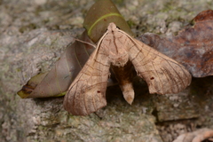 Marumba dyras