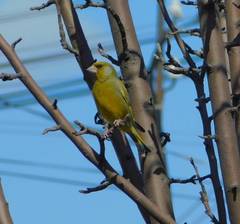 Chloris chloris