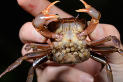 Nanhaipotamon aculatum