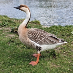 Anser cygnoides domesticus