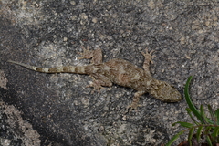 Gekko chinensis
