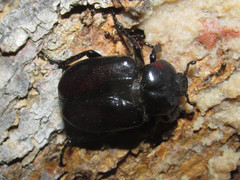 Osmoderma subplanata