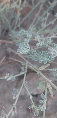 Lotus glinoides