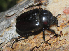 Osmoderma subplanata