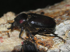 Osmoderma subplanata