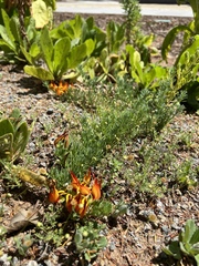 Lotus berthelotii