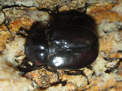 Osmoderma subplanata