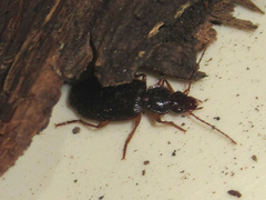 Cymindis platicollis