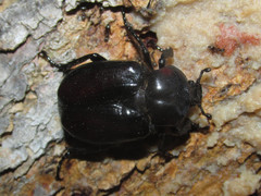 Osmoderma subplanata