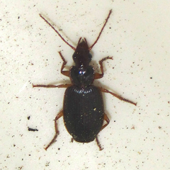 Cymindis platicollis