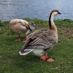 Anser cygnoides domesticus