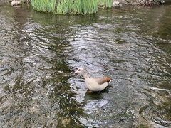 Alopochen aegyptiaca