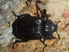 Osmoderma subplanata