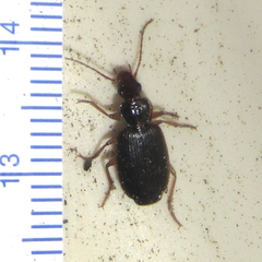Cymindis platicollis