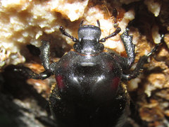 Osmoderma subplanata