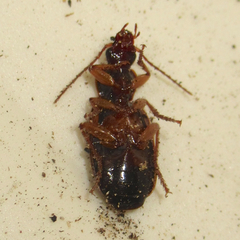 Cymindis platicollis