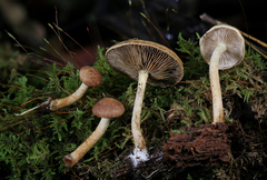 Pholiota stratosa