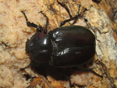 Osmoderma subplanata