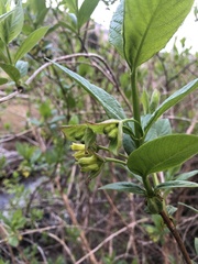 Lonicera involucrata involucrata