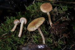 Pholiota stratosa